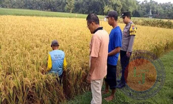 Gelorakan Swasembada Pangan di Ngawi, Polisi Gelar Methil Bersama Petani