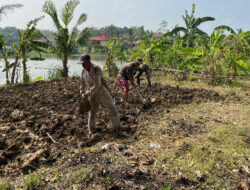 Dukung Ketahanan Pangan, Brimob Polri Siapkan 5 Ha Lahan untuk Tanam Jagung Bareng Warga Karawang Timur