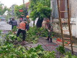 Sigap Dan Gerak Cepat, Babinsa Laweyan Bersama Damkar dan BPBD, Serta Warga Gotong Royong Evakuasi Pohon Tumbang di Wilayah Binaan