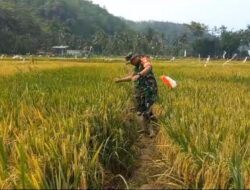 Tingkatkan Hanpangan,Babinsa Koramil 0801/09 Sudimoro Bantu Petani Penyiangan Padi