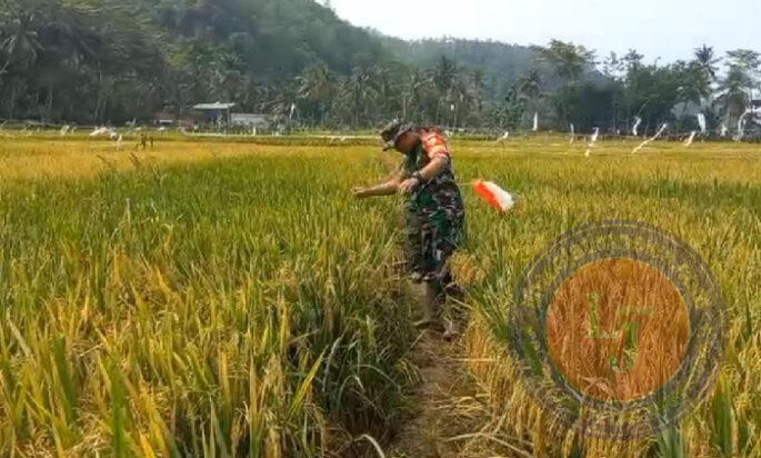 Tingkatkan Hanpangan,Babinsa Koramil 0801/09 Sudimoro Bantu Petani Penyiangan Padi