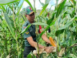 Sinergi TNI-Rakyat Berbuah Manis, Panen Jagung di Licin Melimpah