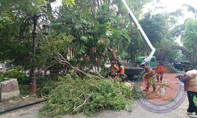 Babinsa Purwosari Bersama DLH Laksanakan Pemangkasan Cabang Pohon yang Rapuh, Ini Tujuannya