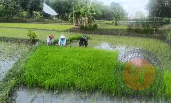 Peran Aktif Babinsa Karanganyar, Wujudkan Petani Maju di Wilayah Binaannya