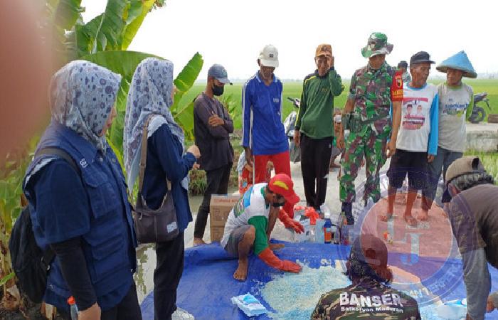 Antisipasi Serangan Tikus, Dinas KPP Lamongan Serentak Lalukan Gerdal Bersama Petani