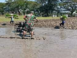 Dukung Pertanian di Wilayah, Babinsa Koramil 06/Kwadungan Bantu Petani Bajak Sawah