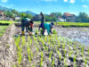 Tingkatkan Hanpangan, Babinsa Koramil 0801/01 Pacitan Bantu Tanam Padi