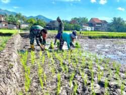 Tingkatkan Hanpangan, Babinsa Koramil 0801/01 Pacitan Bantu Tanam Padi