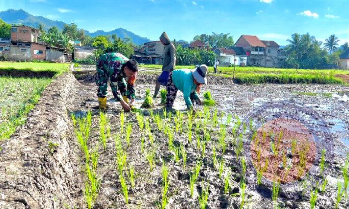 Tingkatkan Hanpangan, Babinsa Koramil 0801/01 Pacitan Bantu Tanam Padi