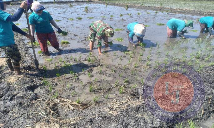 Dukung Swasembada Pangan, Babinsa Karanganyar Ngawi Bersama Petani Bercocok Tanam Padi