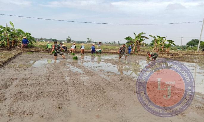 Babinsa Bantu dan Semangati Petani Tanam Padi