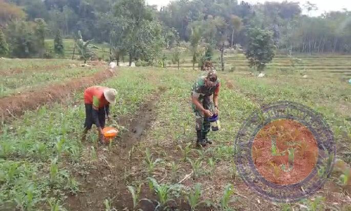 Babinsa Desa Jaten Bantu Petani Pupuk Tanaman Jagung