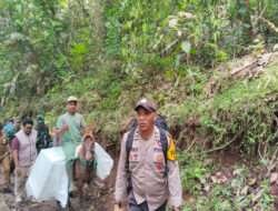 Penuh Perjuangan, Petugas Distribusikan Logistik Pilkada Menggunakan Kuda ke TPS Terpencil di Jember