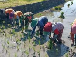 Tingkatkan Pertanian di Wilayah, Babinsa Koramil 06 Kwadungan Aktif Dampingi Petani Padi