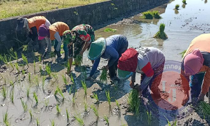 Tingkatkan Pertanian di Wilayah, Babinsa Koramil 06 Kwadungan Aktif Dampingi Petani Padi