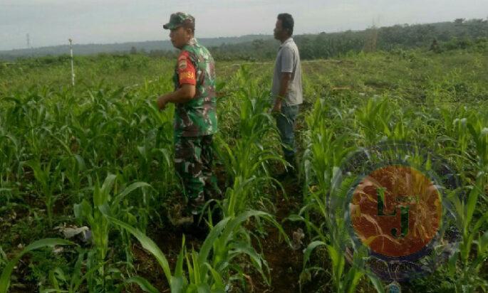 Sukseskan Hanapangan Diwilayah Binaannya, Babinsa Koramil 0801/11 Donorojo Dampingi Petani Jagung