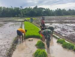 Tingkatkan Hasil Panen, Babinsa Kodim Boyolali Dampingi Petani