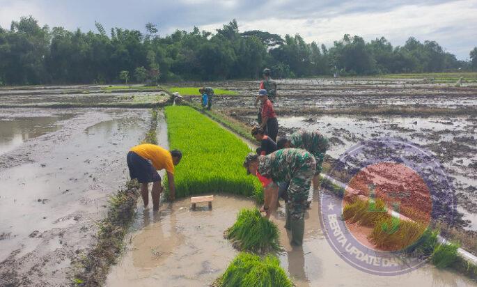 Tingkatkan Hasil Panen, Babinsa Kodim Boyolali Dampingi Petani