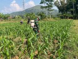 Tingkatkan Hanpangan, Babinsa Koramil 0801/01 Pacitan Bantu Penyemprotan Tanaman Jagung