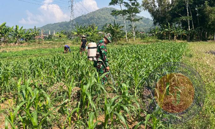 Tingkatkan Hanpangan, Babinsa Koramil 0801/01 Pacitan Bantu Penyemprotan Tanaman Jagung