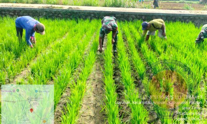 Tingkatkan Ketahanan Pangan, Babinsa Koramil 0801/03 Arjosari Lakukan Penyiangan Padi