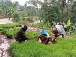 Upaya Percepatan Tanam, Babinsa Koramil 0801/10 Punung Bantu Petik Benih Padi