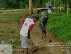 Babinsa Koramil 0801/03 Arjosari Turun Ke Sawah Bantu Siapkan Lahan Tanam Padi Petani