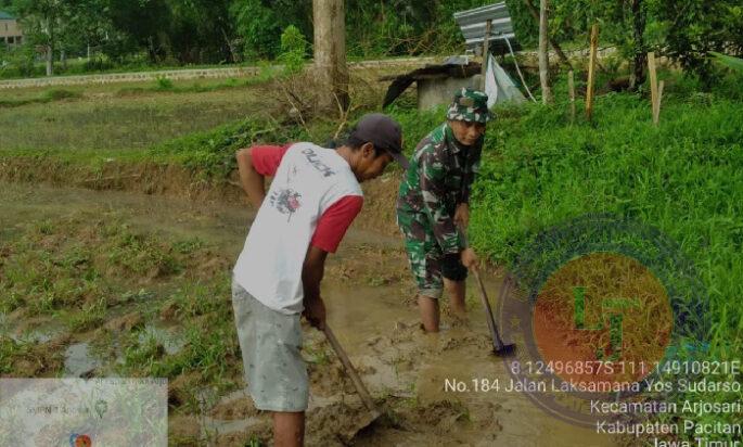 Babinsa Koramil 0801/03 Arjosari Turun Ke Sawah Bantu Siapkan Lahan Tanam Padi Petani