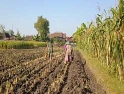 Pendampingan Petani, Babinsa Kodim Ponorogo Bantu Tanam Jagung