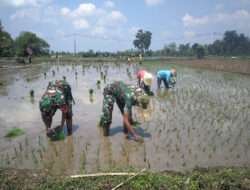 Percepat Masa Tanam Sriyatno Dampingi Petani Tanam Padi