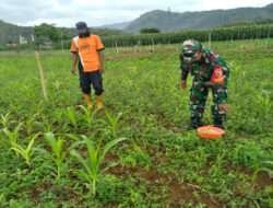 Tingkatkan Swasembada Pangan, Babinsa Koramil 0801/01 Pacitan Lakukan Pendampingan Petani