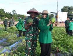 Korem 033/WP berhasil Melaksanakan Panen Raya ke 2 di Teluk Bakau Bintan