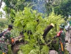 Gerak Cepat dan Sigap, Babinsa Koramil 0812/12 Modo Bantu Evakuasi Pohon Tumbang