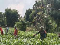 Bersama PPL Babinsa Sumur Gayam Dampingi Petani Semprot Tanaman Jagung
