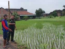 Terjun Ke Sawah, Babinsa Kadipiro Berikan Motivasi Kepada Petani, Tingkatkan Ketahanan Pangan Wilayah