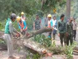 Cegah Bencana! TNI dan Perhutani Kompak Amankan Jalan Trenggalek-Bendungan