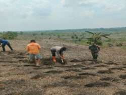 Wujudkan Swasembada Pangan, Babinsa Bringin Bersama Poktan Menanam Jagung dilahan Gundul