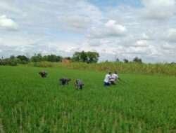 Jaga Kesuburan Tanaman Padi Babinsa Bantu Petani Cabut Rumput di Sawah
