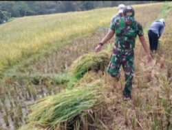 Warga Panen Padi, Babinsa Kodim Ponorogo Mendampingi