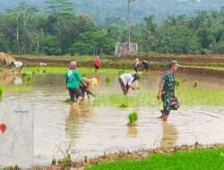 Dukung Ketahanan Pangan, Babinsa Koramil 0801/08 Tulakan Bantu Petani Tanam Padi
