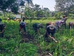 Babinsa Bantu Bersihkan Rumput, Dukung Petani Tebu Raih Hasil Optimal