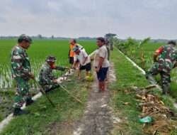 Gropyokan Kurangi Hama Tikus Sawah