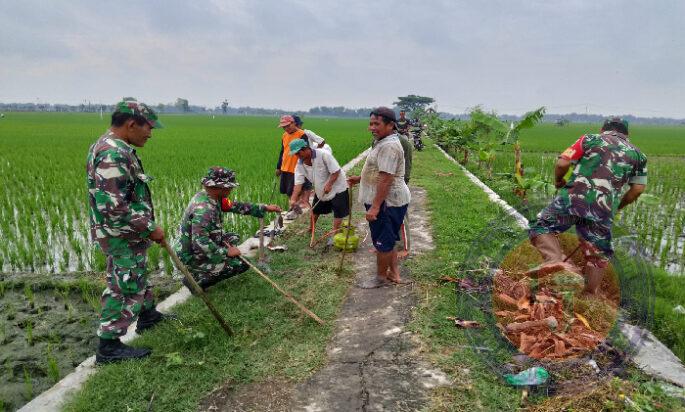 Gropyokan Kurangi Hama Tikus Sawah