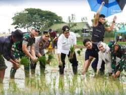 Sego Boran, Memperkuat Ketahanan Pangan