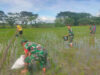 Pemupukan Padi oleh Petani di Dampingi Babinsa Pilangsari