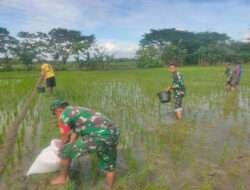 Pemupukan Padi oleh Petani di Dampingi Babinsa Pilangsari