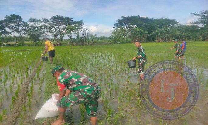 Pemupukan Padi oleh Petani di Dampingi Babinsa Pilangsari