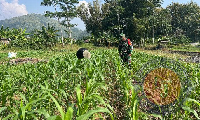 Tingkatkan Hanpangan,Babinsa Koramil 0801/01 Pacitan Rawat Tanaman Jagung basmi Hama