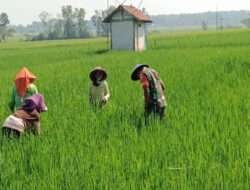 Tingkatkan Ketahanan Pangan, Babinsa Koramil 0805/12 Mantingan Terjun Lansung ke Sawah bersama Petani