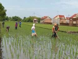 Babinsa Bantu Petani Lakukan Penyiangan Tanaman Padi